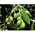 BISWAS PLANTS HOUSE` Jalpai Fruit/Wild olives(Elaeocarpus floribundus) Fruit Live Plant (pack of-1)