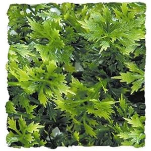 Zoo Med Laboratories szmbu14Natürliche buschig australischen Ahorn, klein