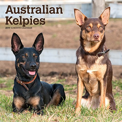 Download Australian Kelpies 2019 Calendar