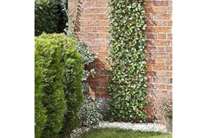 Garden Mile® 180 x 90cm Topiary Lemon Tree Leaves Artificial Leaf Trellis Spring and Summer Creeping Garden Decoration Faux Climbing Ivy Plants Vines (Lemon Leaf)