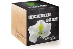 Feel Green Ecocube Orquídea, Flor como una orquídea, Idea de Regalo sostenible (100% Eco Friendly), Grow Your Own/Anzuchtset, Plantas en Cubos de Madera, Fabricado en Austria