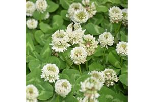 DAMAVAND PRO White Clover UK Wildflower Plants Seeds Grass Clover Oxalis Flower Plants Warriors 3000 Seeds