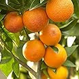 Premium Nagpur Orange Tree - All Time Variety GraftedFruit Live Plants & tree - Thriving 1-1.5 Ft Size - Pack of 1