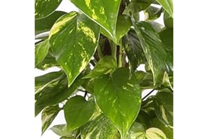 ZEWOOL Potho tutor - Maceta 20cm. - Altura 1m. - Planta viva - (Envío sólo a Península)