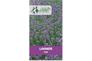 PLANETE GRAINES 300 Graines de Lavande Vraie Bleue Plante Aromatique, Mellifère et Relaxante pour Jardin et Balcon facile à cultiver