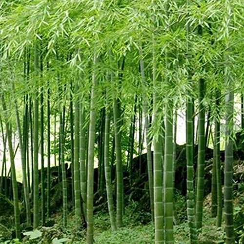 Rosepoem 100pcs Phyllostachys pubescens Moso Bambú plantación de semillas plantas perennes L