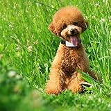 TKSTAR Haustier GPS Tracker mit Kragen, Mini Wasserdichtes GPS Ortung