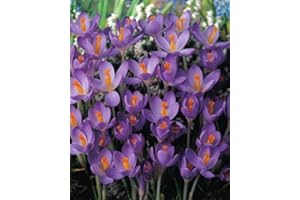 BLUMENHANDEL ULLRICH 100 Botanische Krokusse Barr's Purple Blumenzwiebeln Crocus