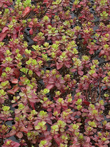 Sedum spurium Purpurteppich, 100 Pflanzen - 6