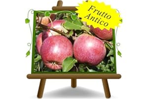 EURO PLANTS VIVAI pommier FUJI Plante fruitière vieux sur un pot de 20 - max 170 cm - 2 ans