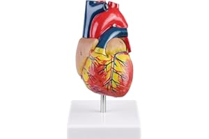 ERWEY Modello di cuore umano, modello di cuore in 2 parti a grandezza naturale 1:1 con 34 segni anatomici, adatto per la ricerca in classe e nei corsi di medicina