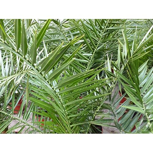 Palme XXL 140170 cm Phoenix canariensis, kanarische Dattelpalme