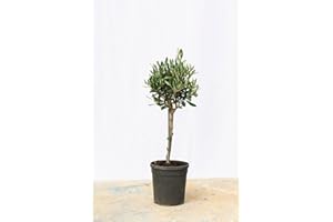 WEB GARDEN CENTRE Olea europaea/Olive Tree Mini Standard : 2.5L Pot : 40-50cm High (exc Pot)