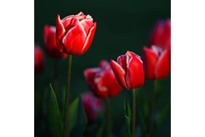 Benoon Semillas De Tulipán, 50 Piezas/Bolsa Semillas De Tulipán Absorción De Agua Mini Semillas De Tulipán En Macetas Coloridas Para El Hogar rojo Semillas de tulipán