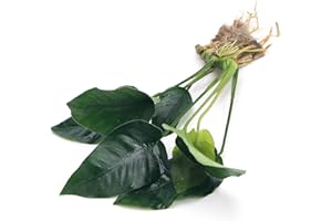 Anubias Barteri VAR Nana Live Aquarium Plants Aquascaping Fish Tank Plant k2aqua