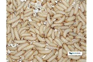 Feeders & More - Bienenmaden lebend - 250 Stück - energiegeladene Maden als Angelköder u.a Forelle, Karpfen, Schleie - Bienenmaden lebend zum Angeln oder als Lebendfutter - Angelköder lebend