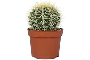 DECOALIVE Echinocactus Grusonii Planta Natural Cactus Erizo Planta de Interior y Exterior, 8436601570093