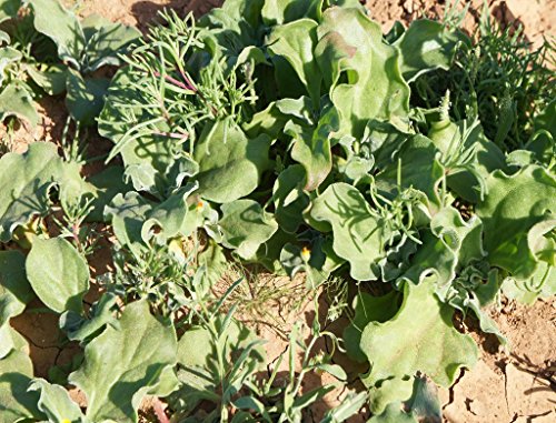 Preisvergleich Produktbild Lais Puzzle Fuerteventura Pflanze Vulkankrater 2000 Teile