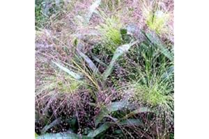 HAPPY GREEN SHOP Panic Grass Frosted Explosion - 400 Seeds + freebie + Plant tag (Panicum elegans)
