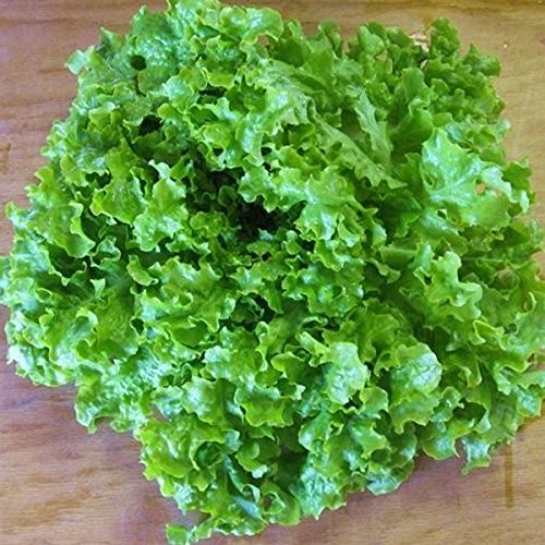 Pflück-Salat - Salad Bowl Green (200 Samen)