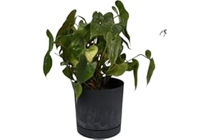 B2C Plant Pots Indoor Outdoor Plastic Marble Concrete Flowerpot Small Medium Large Tubo 5 Colours (40 cm, Anthracite)