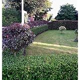 50st. Liguster Atrovirens 70-100cm reine Pflanzhöhe Heckenpflanze Ligustrum Wurzelware