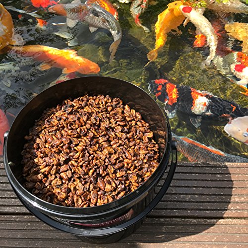 Seidenraupen Koi-Futter getrocknet 3kg – Raupen auch als Fischfutter, Reptilienfutter & Schildkrötenfutter geeignet – das Protein-Leckerli als Zusatzfutter kaufen - 2