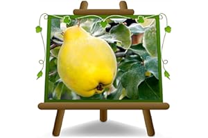 EURO PLANTS VIVAI Cognassier/Pommier-Cognassier variété Wrania ou Vranja – plante fruitière ancien Hauteur maximale 180 cm – Âge : 4 ans