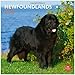 Newfoundlands 2013 - Neufundländer - Original BrownTrout-Kalender by 