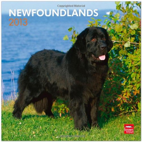 Newfoundlands 2013 - Neufundländer - Original BrownTrout-Kalender
