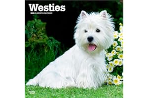 West Highland White Terriers - Westhighland White Terrier - Westies 2026 - 16-Monatskalender: Original BrownTrout-Kalender [Mehrsprachig] [Kalender]
