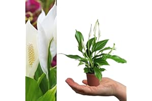 Carbeth Plants - 1 x Spathiphyllum Peace Lily in 7cm Pot - Live Mini Air Purifying Potted Indoor Plant - Real Easy Care Evergreen Houseplant Perfect for New Home Present, Sympathy or Get Will Gift