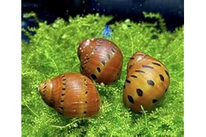 WATERPLANTS 5 Orange Track Rennschnecken, Algenfresser / Stück 1,99€