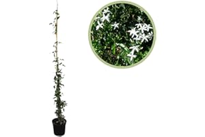 GENERIC Jazmin Planta Natural Exterior, Jazmín Azoricum, Jasminum azoricum, Jazmín de las Azores