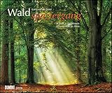 Image de Waldspaziergang 2019 – Fotokunst-Kalender – Querformat 58,4 x 48,5 cm – Spiralbindung