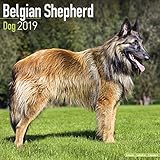 Belgian Shepherd Dog - Belgischer Schäferhund 2019 (Wall-Kalender) by