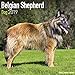 Belgian Shepherd Dog - Belgischer Schäferhund 2019 (Wall-Kalender) by
