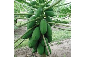 Papaya Plants. 'Sunnybees'. Tasty Tropical Fruit. Exotic Plant. 1L Plant. Available from Bedwen Plants.