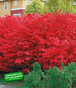 BALDUR-Garten Euyonimus Compact 'Burning Bush