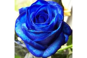 LAMPHLE 100 pezzi semi di fiori di rosa blu semi di rosa blu pianta rara decorazione in vaso per piantare giardini