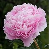 3 X Peonia Sarah Bernhardt - Paeonia Sarah Bernhardt - Classica Peonia Rosa - Radici Nude (3)