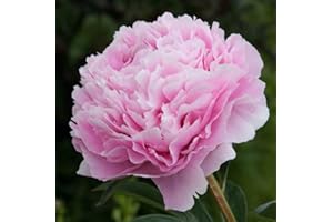 FLORA IMPORT Peonia Sarah Bernhardt - Paeonia Sarah Bernhardt - Classica Peonia Rosa - Radici Nude (1)