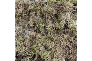 sphagnum-shop.com Sfagno vivo muschio 2 kg per terrario e aiuole di palude substrato di orchidea Monstera 2 ° scelta