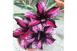 FLOWER FIELD STORY 5 Stück Rot Schwarz Wüste Rose Blumen Samen DIY Staude Hausgarten Adenium Obesum Blumensamen Im Freien