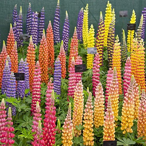 Lupine Russells wildflowers 500 Seeds Blend color