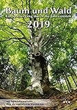 Baum und Wald 2019: Ein Spaziergang durch die Jahreszeiten by