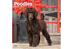 Poodles – Pudel 2026 – 16-Monatskalender: Original BrownTrout-Kalender [Mehrsprachig] [Kalender] (Wall-Kalender)