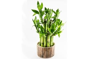 WJKWY-Q GlüCksbambus Pflanze Samen,Bambus Pflanzen Winterhart Lucky Bamboo Bonsai Baum Pflanzen Deko GrüNpflanzen Zimmerpflanzen Hydrokultur Pflanzen Dekopflanze BüRopflanzen 10stüCk