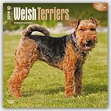Welsh Terriers 2016 - Welsh Terrier - 18-Monatskalender mit freier DogDays-App: Original BrownTrout-Kalender [Mehrsprachig] [Kalender] (Wall-Kalender) by 