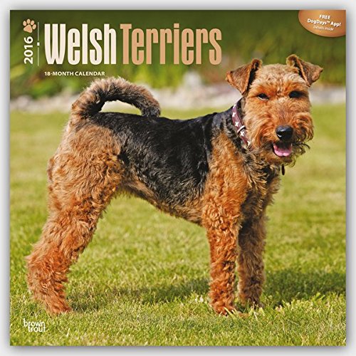 Welsh Terriers 2016 - Welsh Terrier - 18-Monatskalender mit freier DogDays-App: Original BrownTrout-Kalender [Mehrsprachig] [Kalender] (Wall-Kalender)